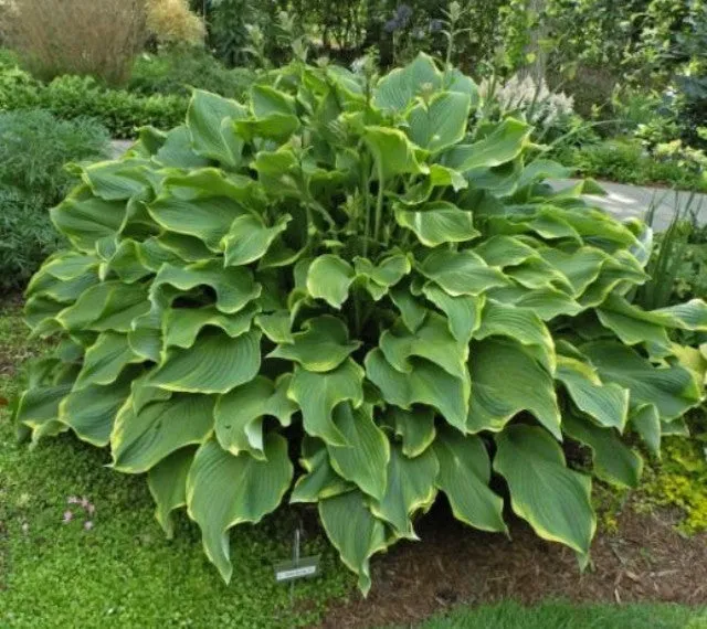 Abba Dabba Do Hosta