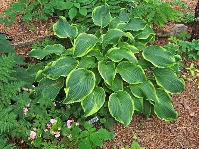 Abba Dabba Do Hosta