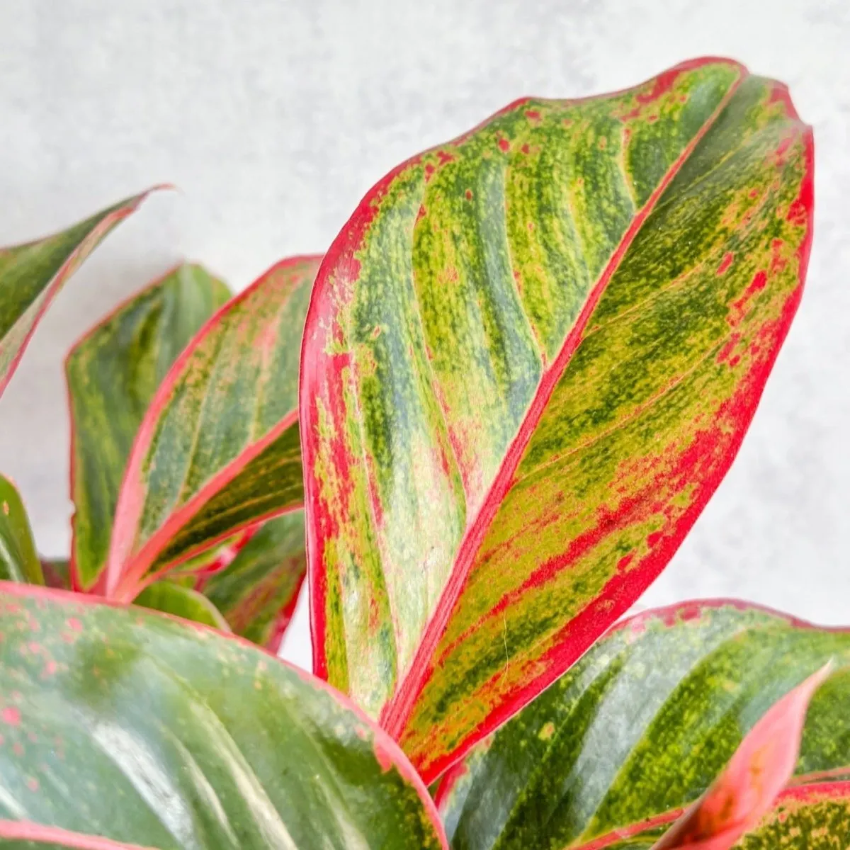 Aglaonema 'Siam Aurora Red' Chinese Evergreen -  Various Sizes