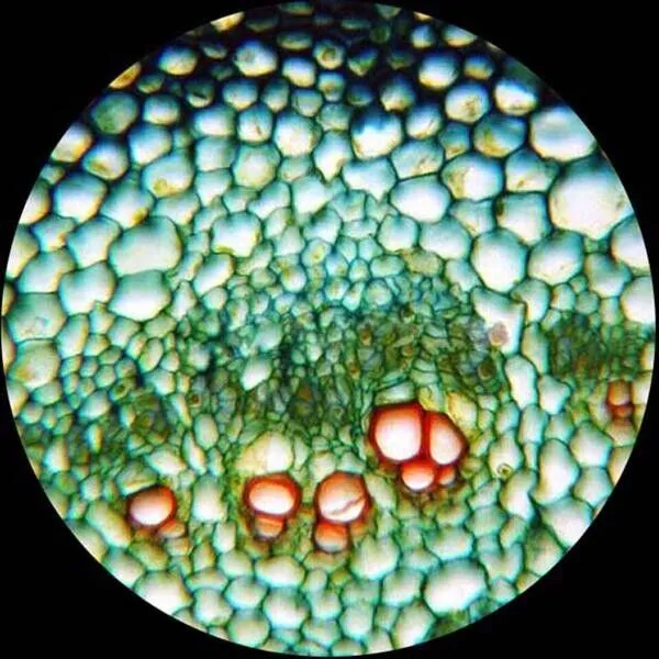 Amscope M620 Series Monocular LED Compound Microscope 40X-2500X Magnification with 1.0MP Digital Camera