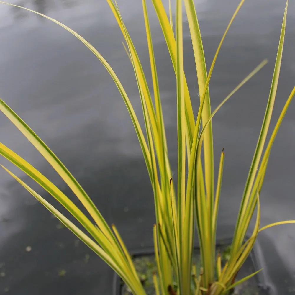 Golden Variegated Sweet Flag (Acorus gramineus 'Ogon')