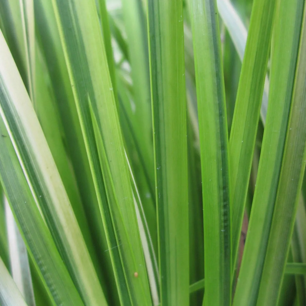 Golden Variegated Sweet Flag (Acorus gramineus 'Ogon')