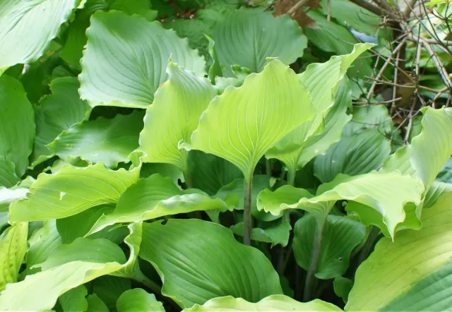 Marilyn Monroe Hosta