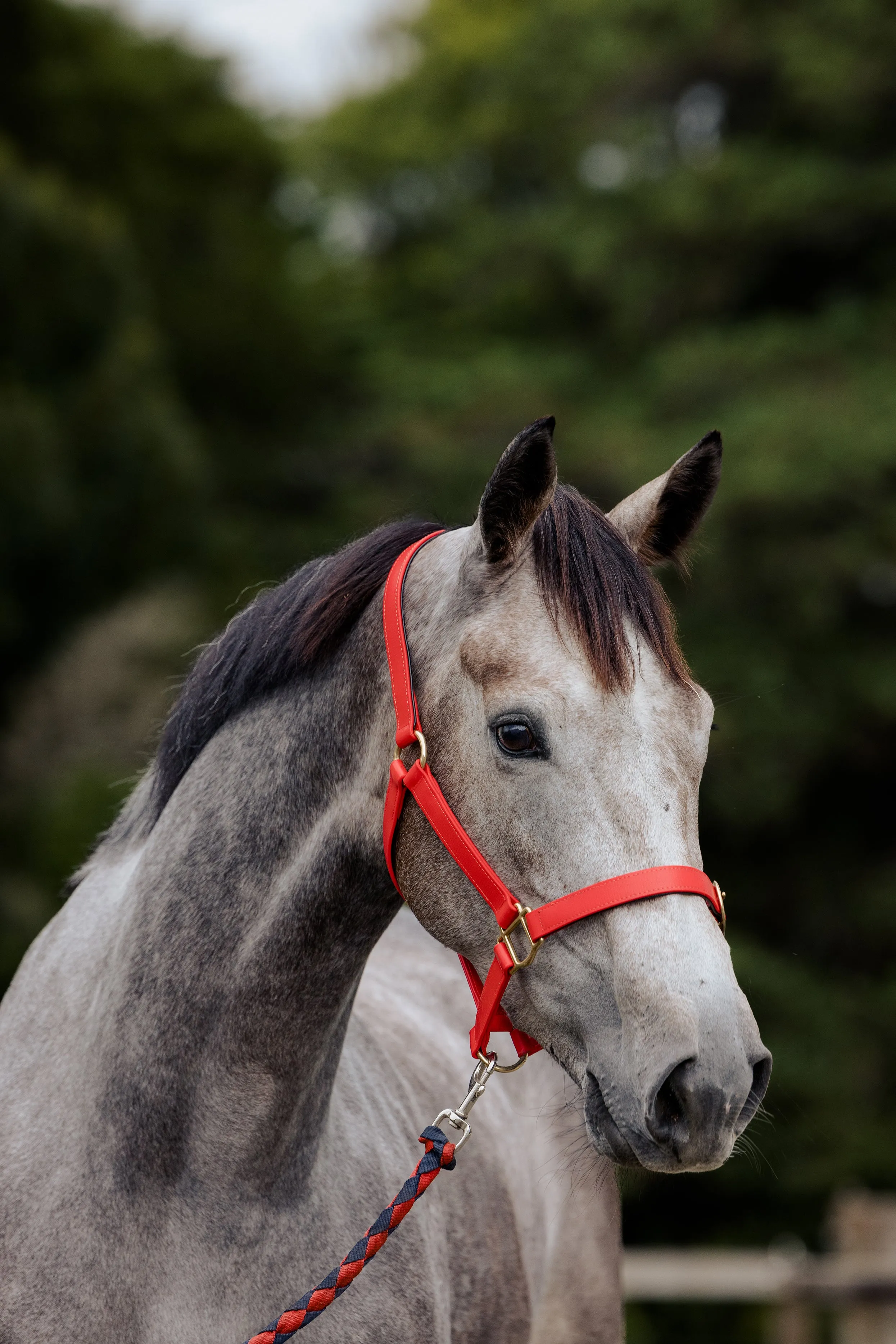 PVC Halter with Brass Fittings