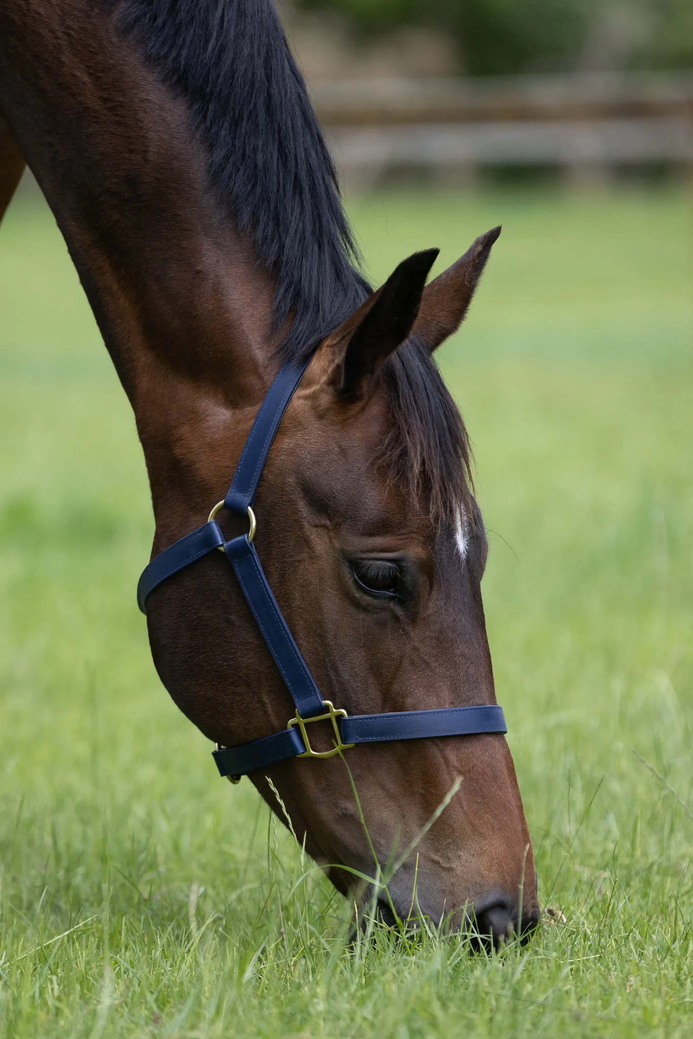 PVC Halter with Brass Fittings