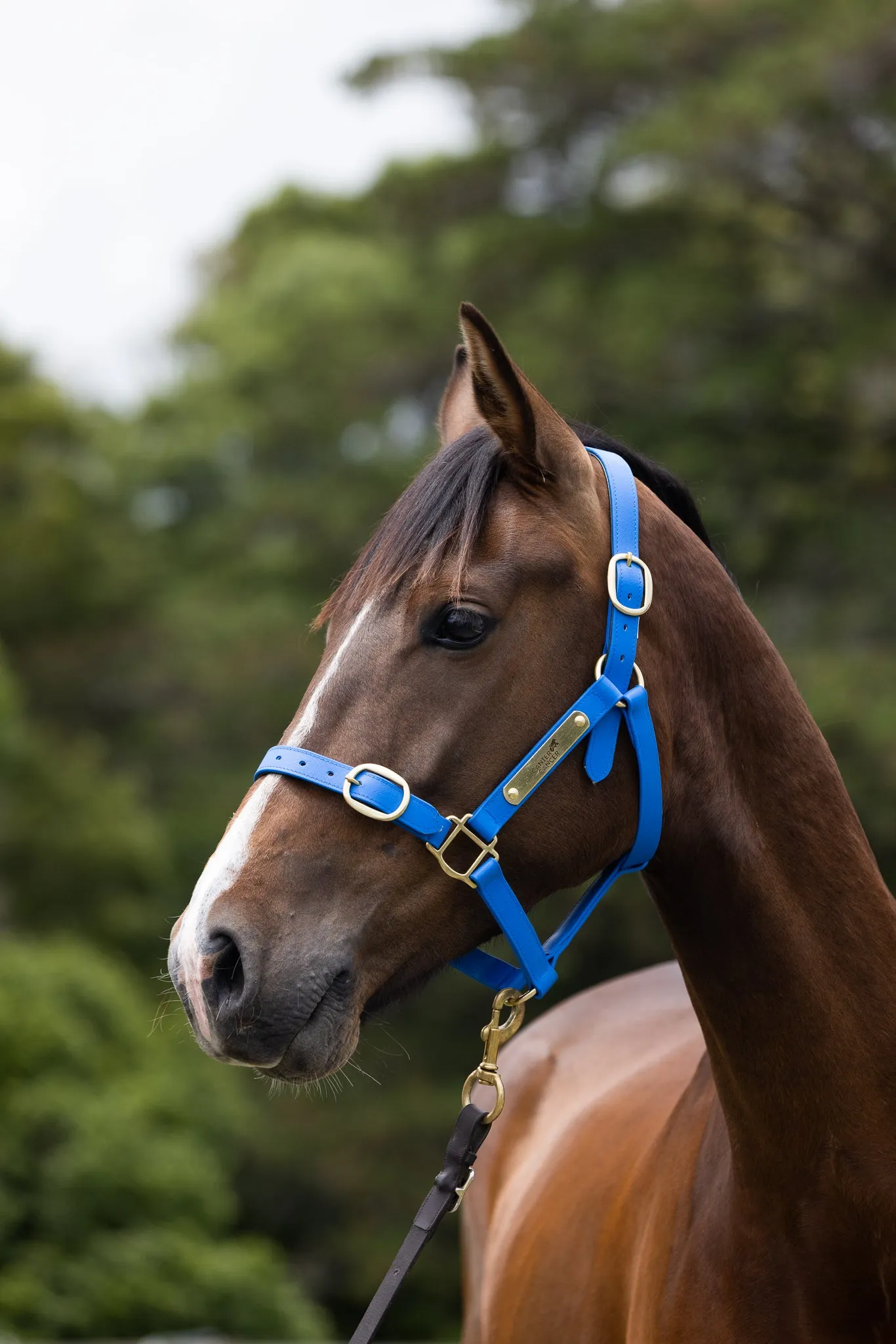 PVC Halter with Brass Fittings