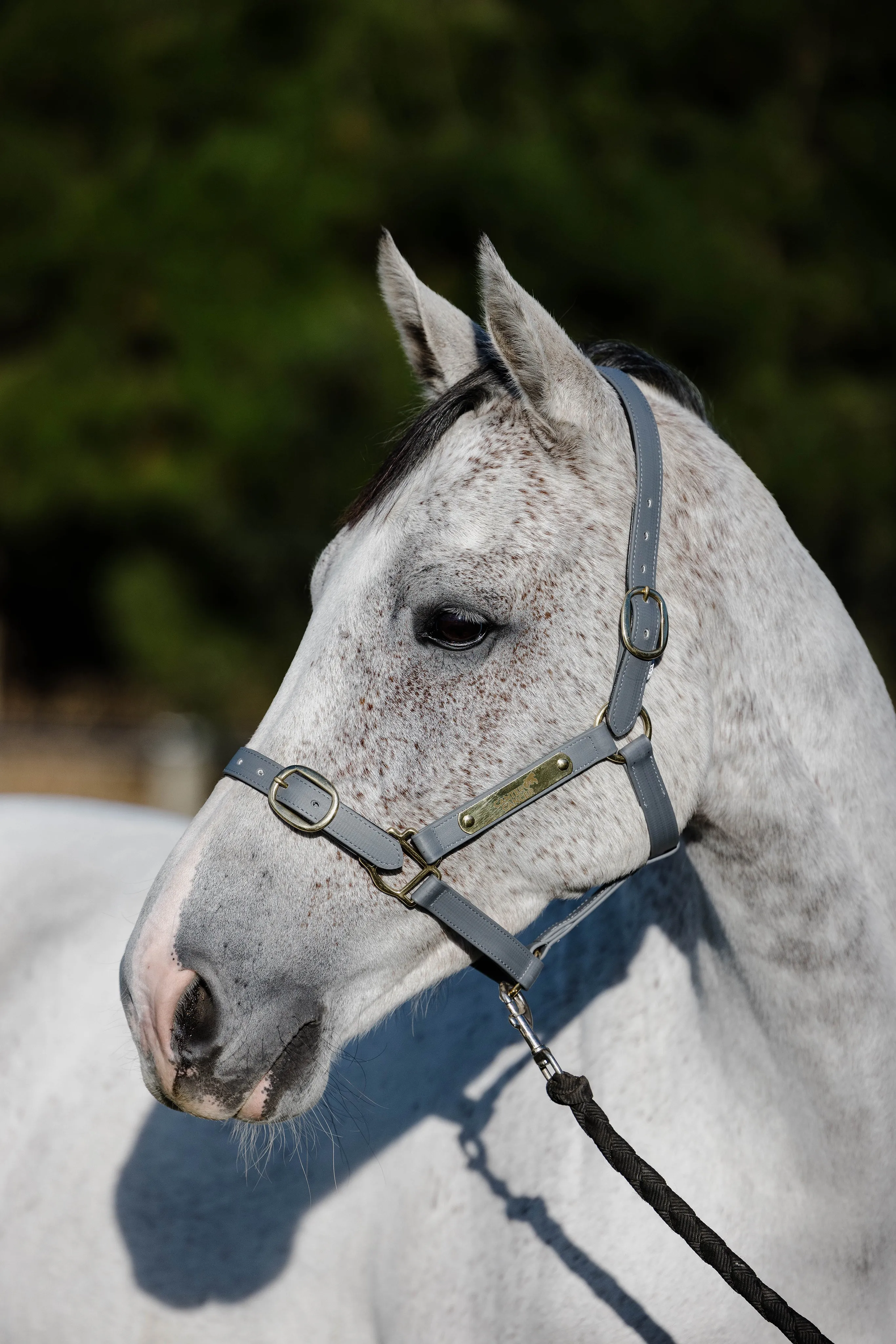 PVC Halter with Brass Fittings