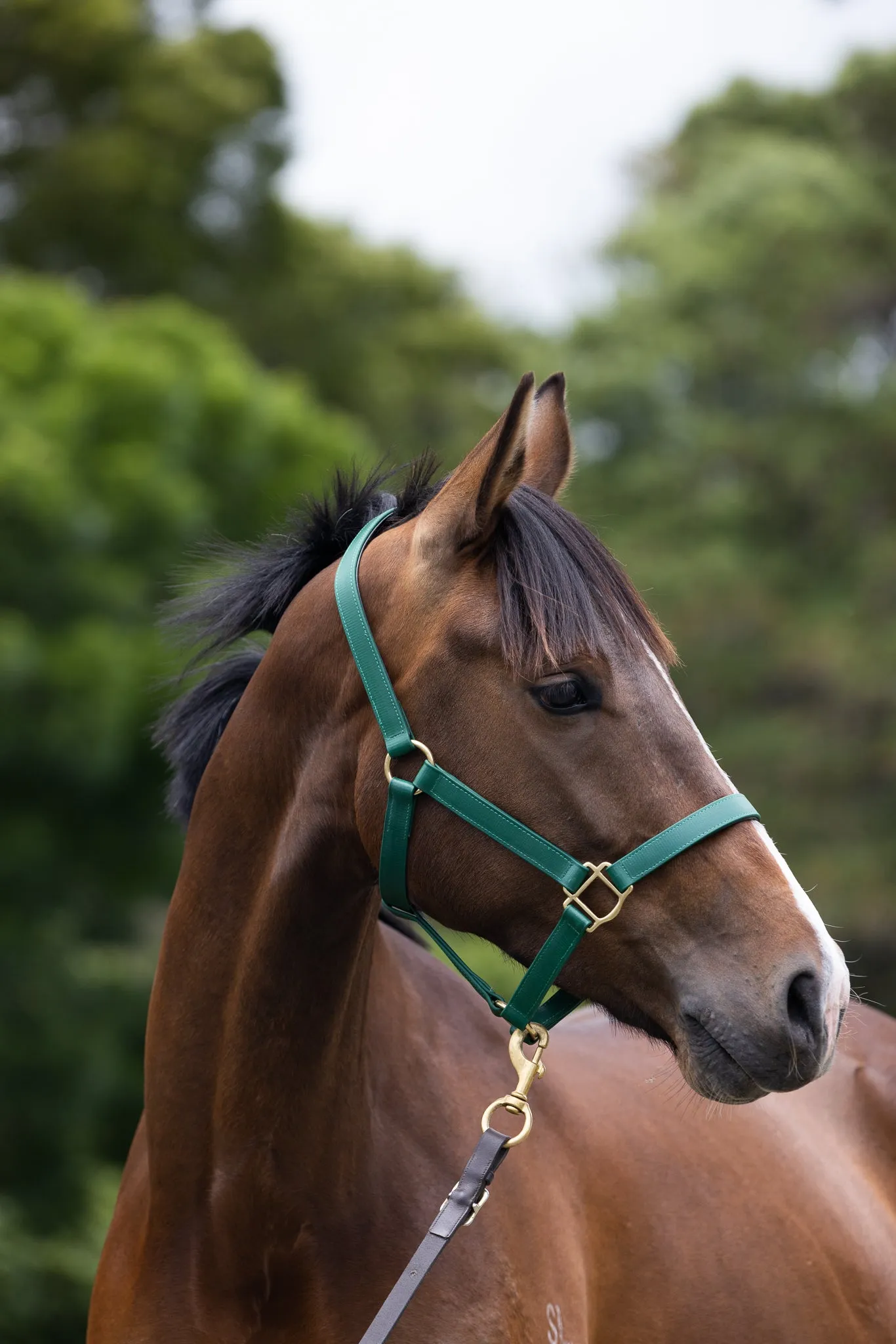 PVC Halter with Brass Fittings