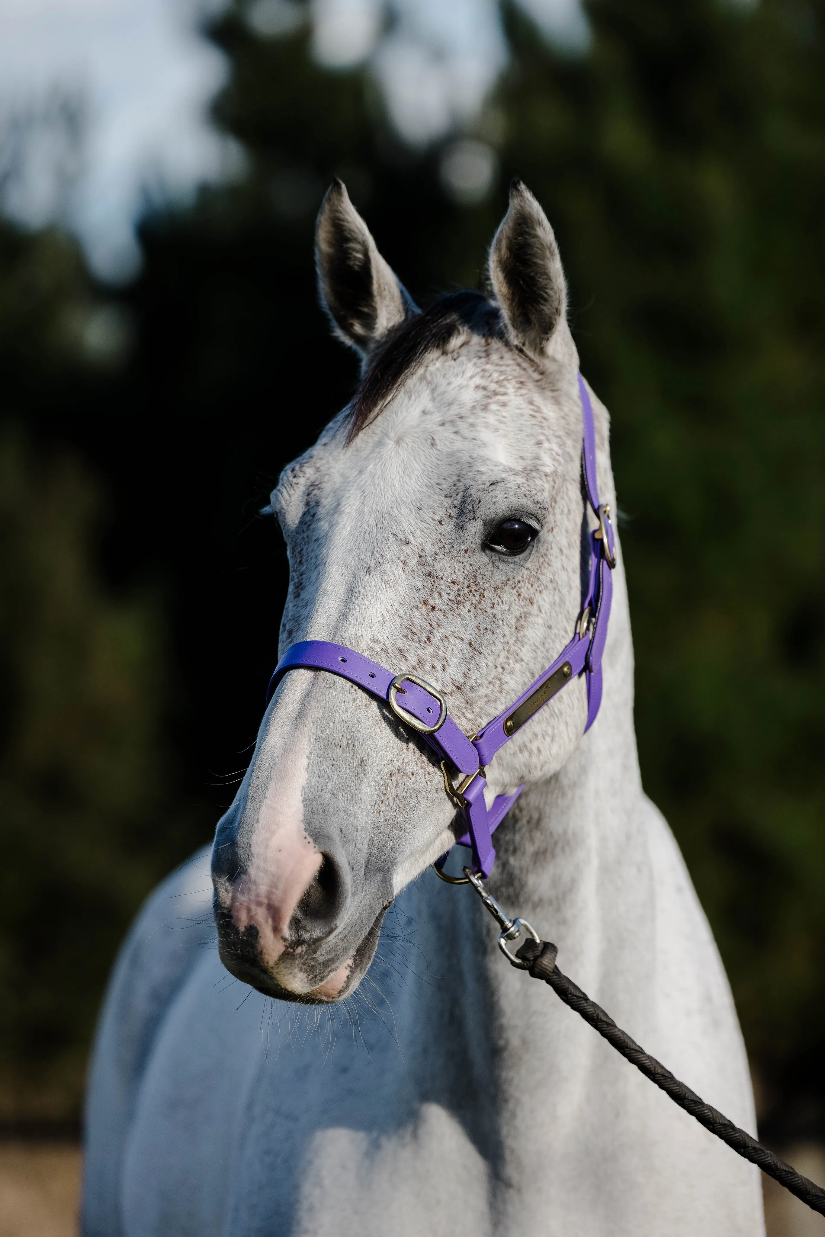 PVC Halter with Brass Fittings