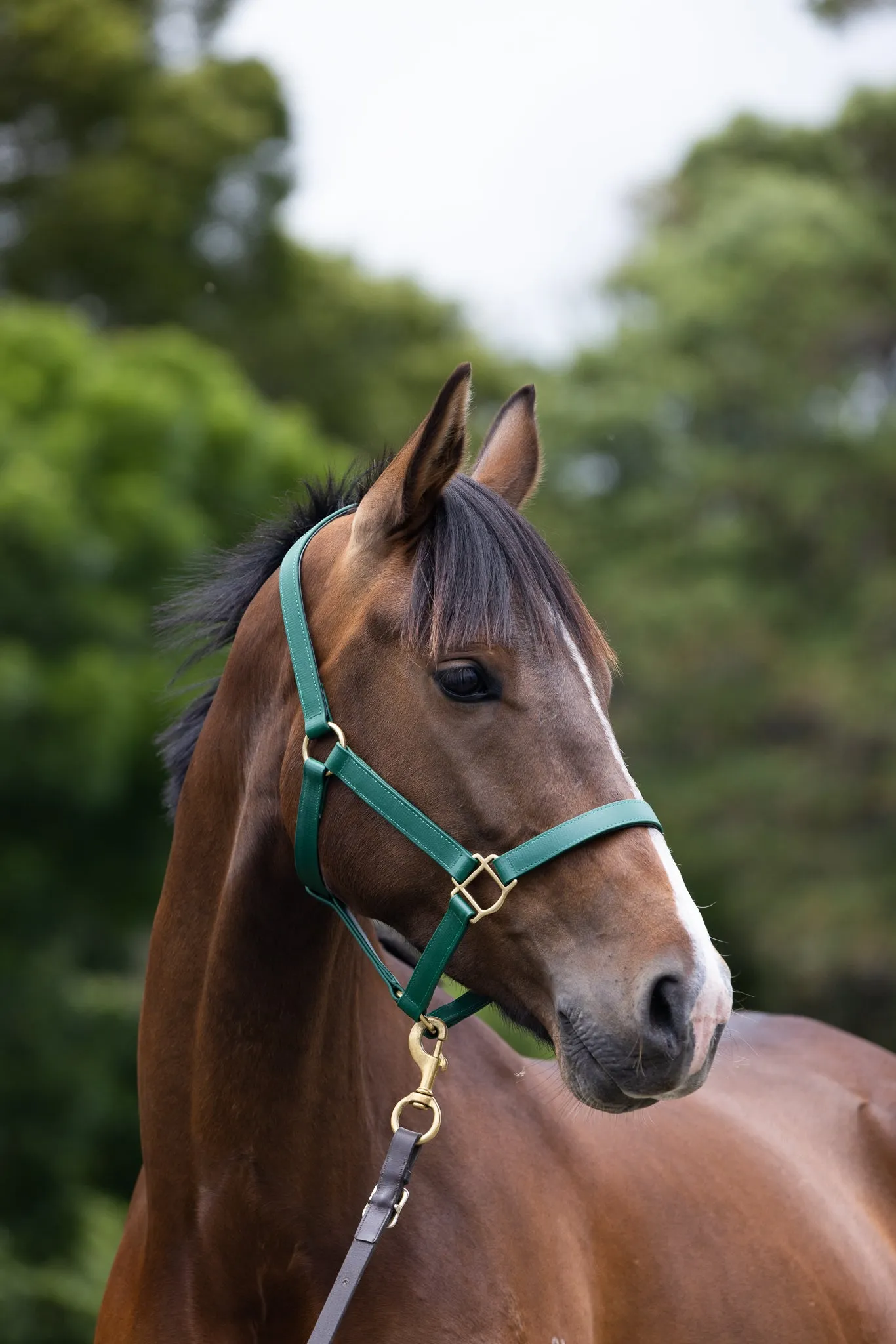 PVC Halter with Brass Fittings