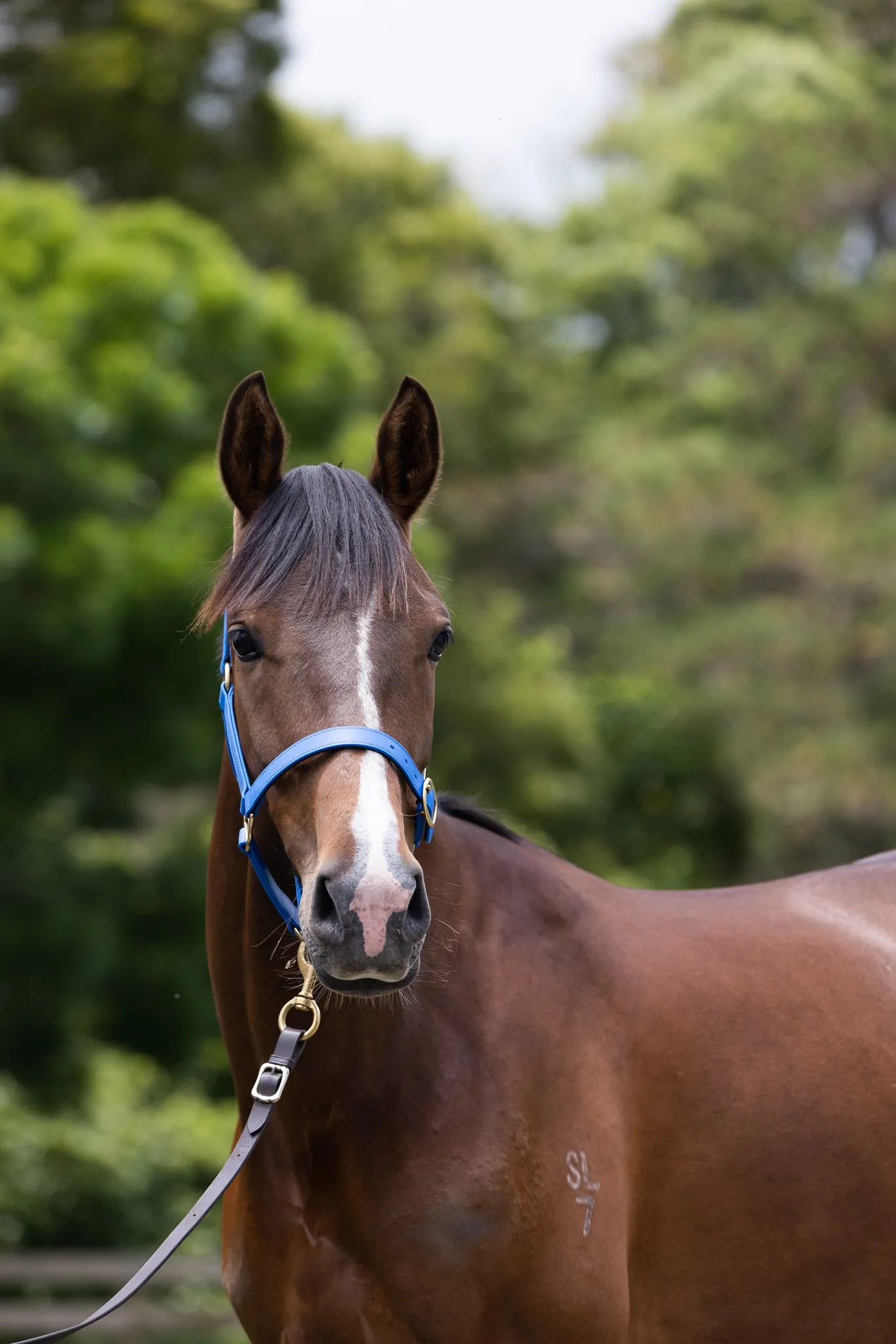 PVC Halter with Brass Fittings