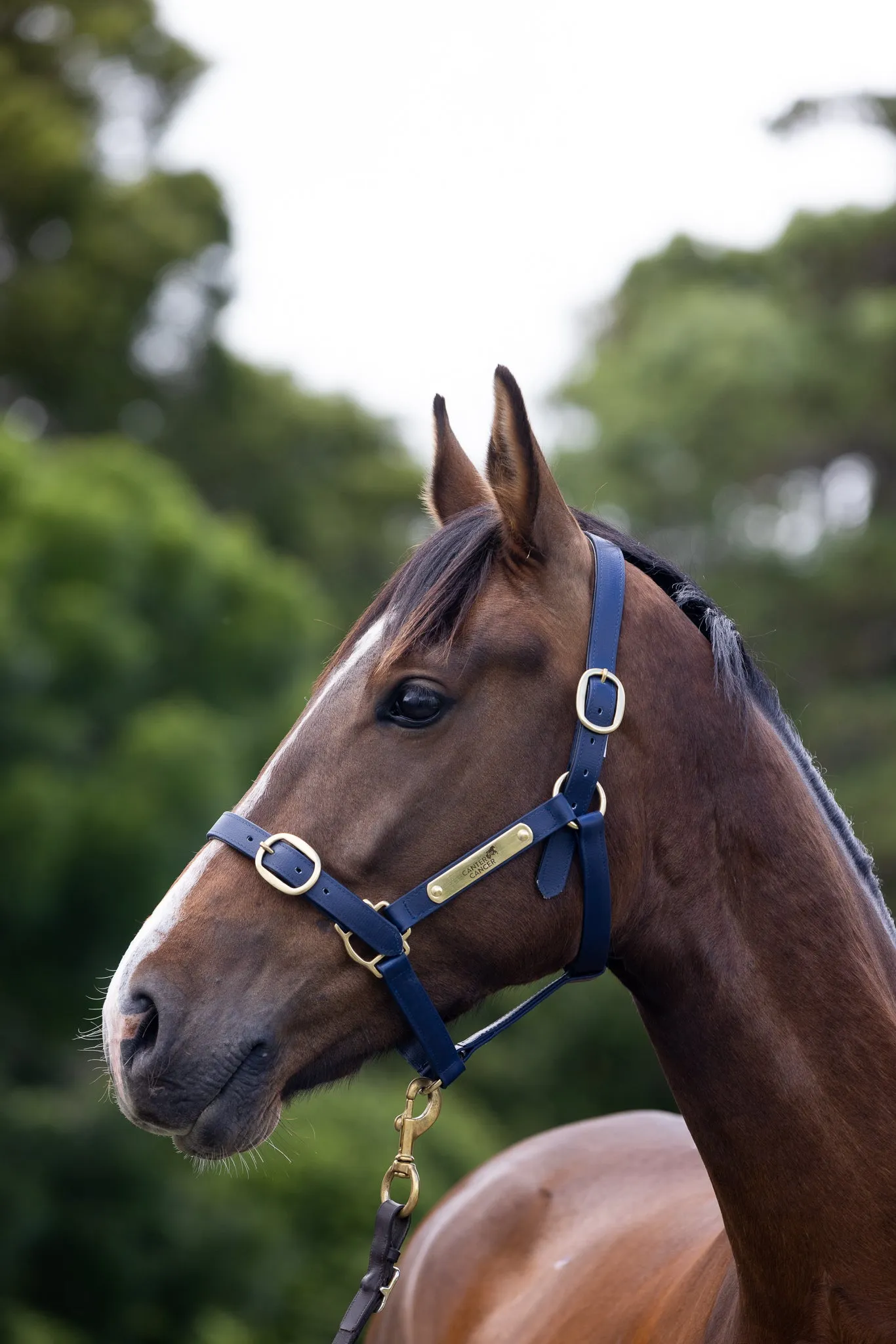 PVC Halter with Brass Fittings