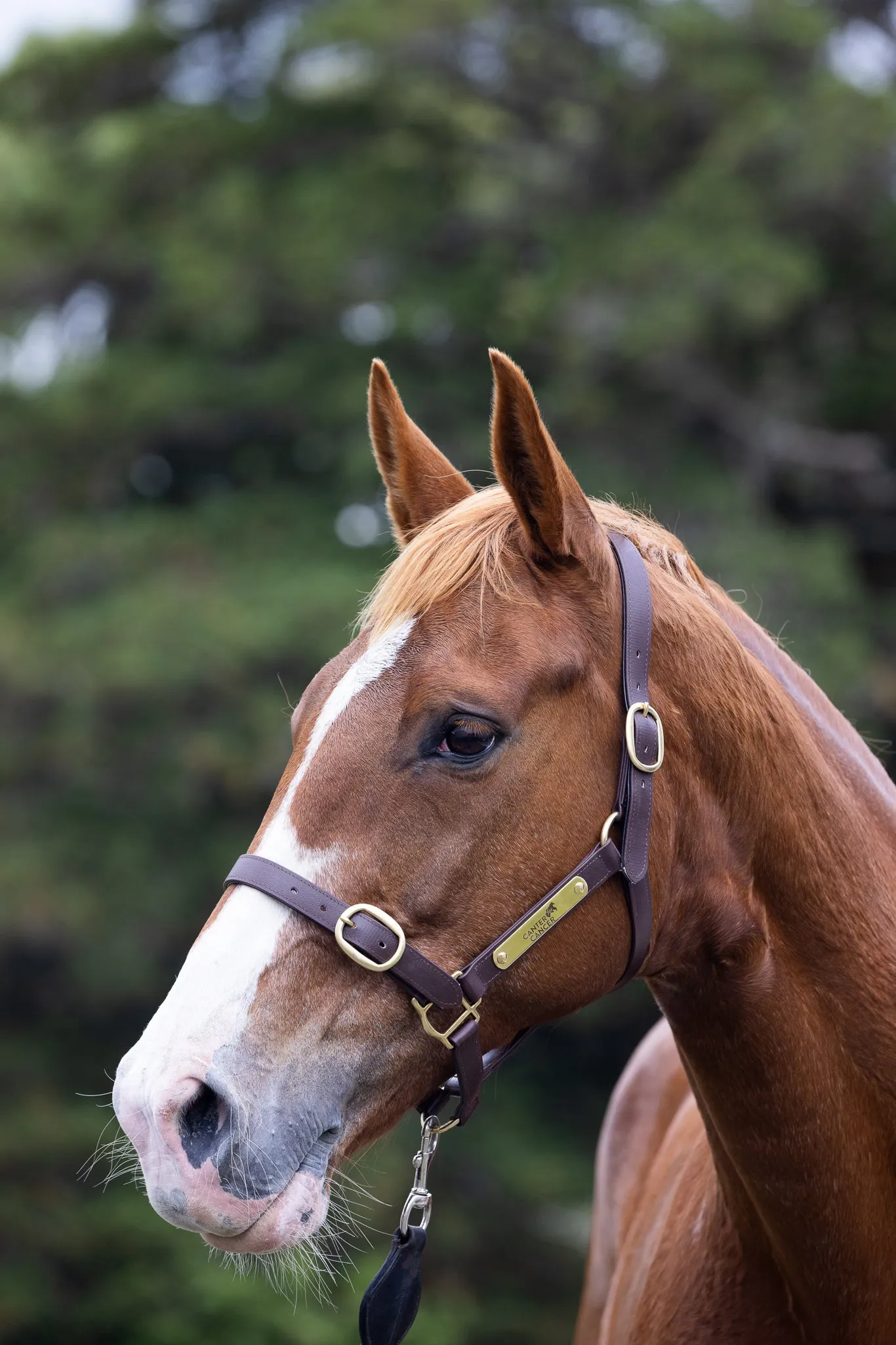 PVC Halter with Brass Fittings