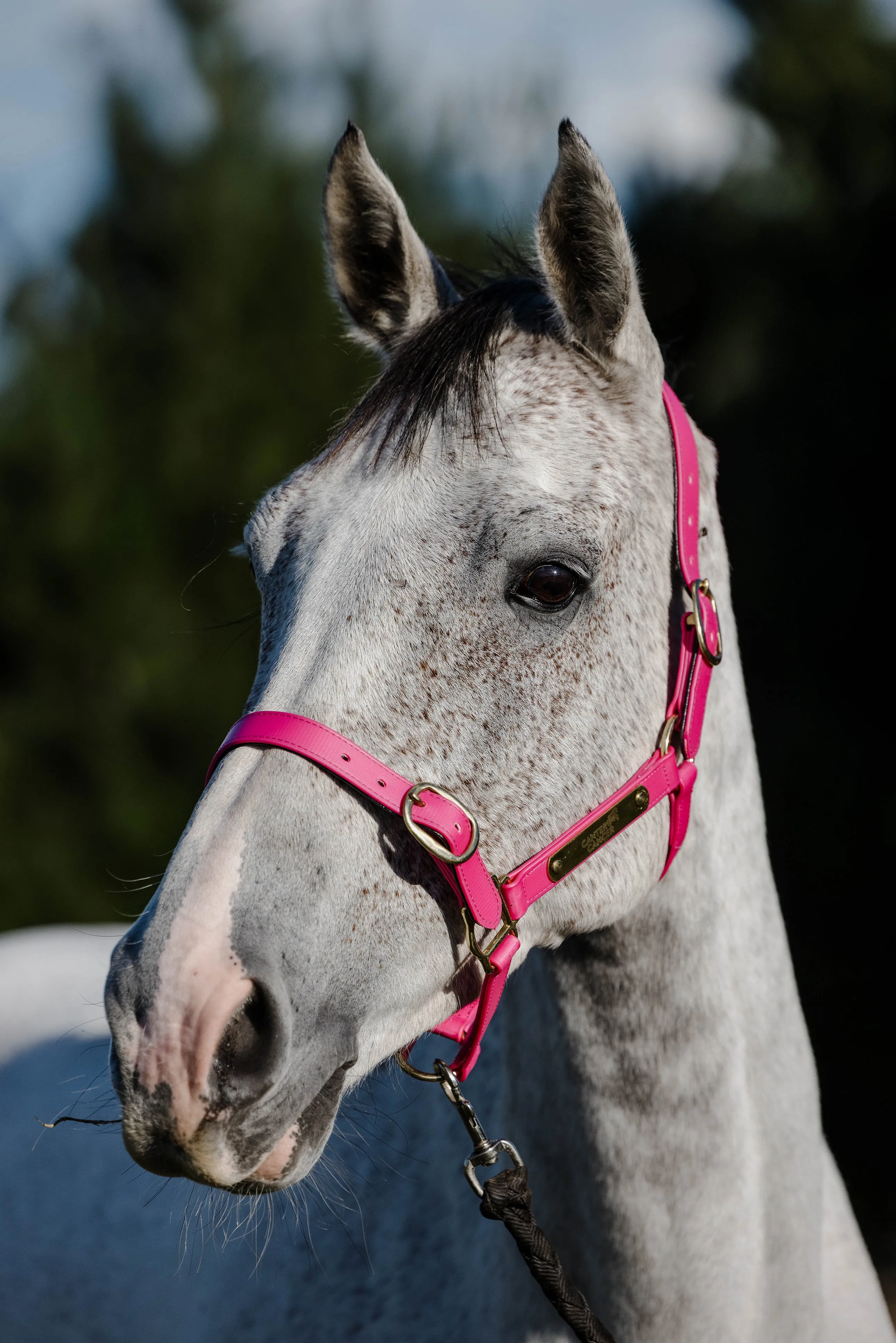 PVC Halter with Brass Fittings