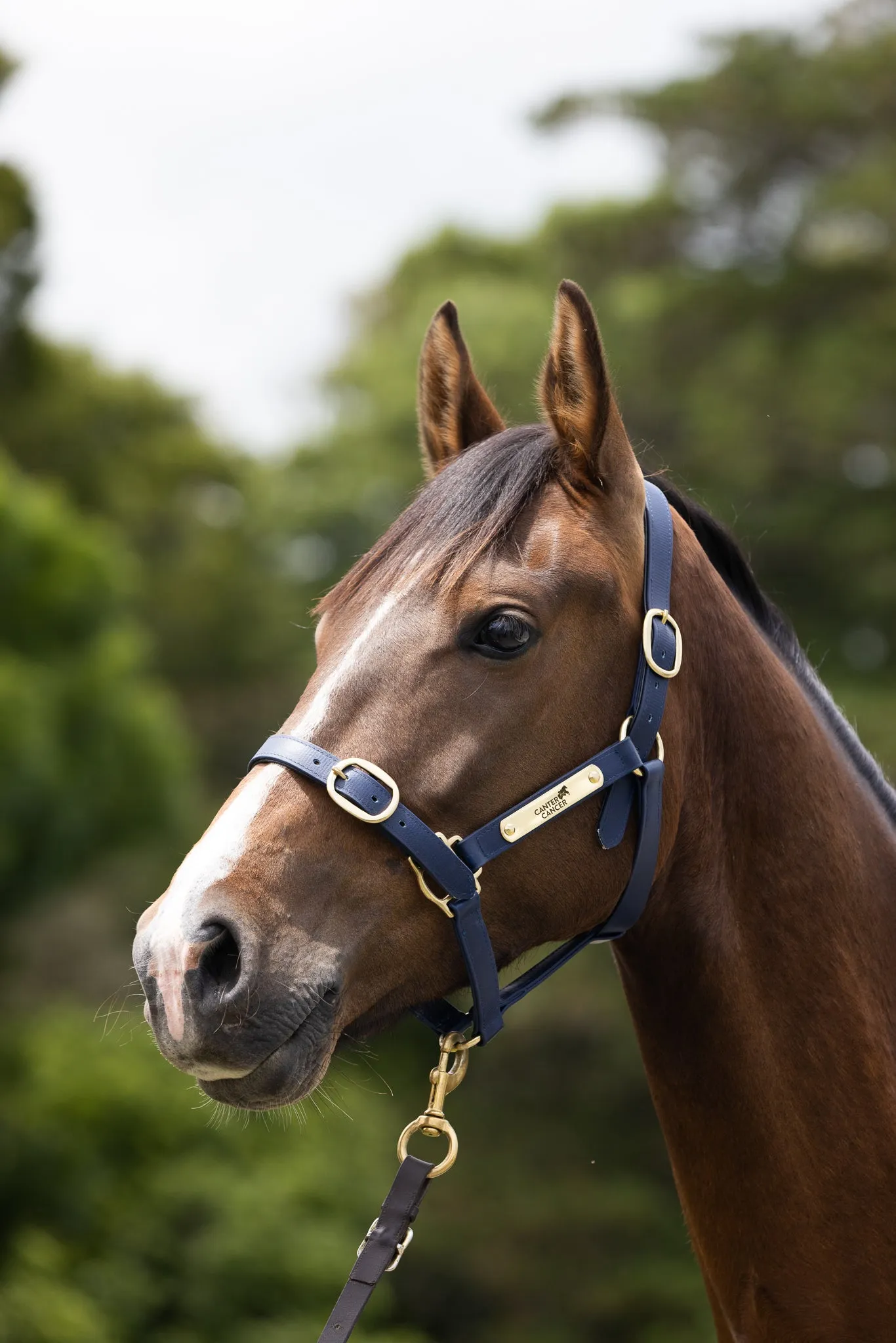 PVC Halter with Brass Fittings