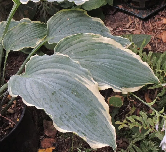 Sultans of Swing Hosta