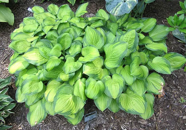 Wylde Green Cream Hosta