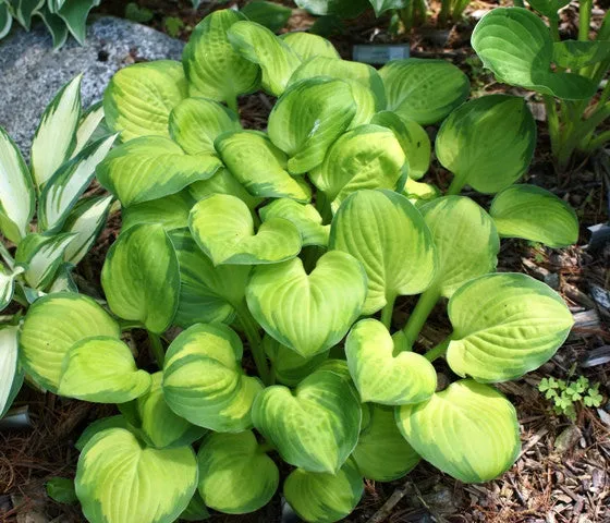 Wylde Green Cream Hosta